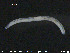  (Enchytronia - CE20583)  @12 [ ] CreativeCommons - Attribution Non-Commercial Share-Alike (2015) NTNU University Museum, Department of Natural History NTNU University Museum, Department of Natural History