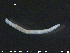  (Cognettia cognettii - CE21002)  @12 [ ] CreativeCommons - Attribution Non-Commercial Share-Alike (2015) NTNU University Museum, Department of Natural History NTNU University Museum, Department of Natural History