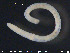  ( - CE21997)  @12 [ ] CreativeCommons - Attribution Non-Commercial Share-Alike (2015) NTNU University Museum, Department of Natural History NTNU University Museum, Department of Natural History