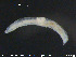  ( - CE22124)  @12 [ ] CreativeCommons - Attribution Non-Commercial Share-Alike (2015) NTNU University Museum, Department of Natural History NTNU University Museum, Department of Natural History