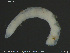  ( - CE22289)  @11 [ ] Creative Commons  Attribution Non-Commercial Share-Alike (2019) NTNU University Museum, Department of Natural History NTNU University Museum, Department of Natural History