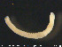  ( - CE22610)  @12 [ ] CreativeCommons - Attribution Non-Commercial Share-Alike (2015) NTNU University Museum, Department of Natural History NTNU University Museum, Department of Natural History