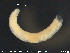  (Marionina spicula CEB - CE22714)  @12 [ ] CreativeCommons - Attribution Non-Commercial Share-Alike (2015) NTNU University Museum, Department of Natural History NTNU University Museum, Department of Natural History
