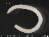  ( - CE22764)  @11 [ ] CreativeCommons - Attribution Non-Commercial Share-Alike (2015) NTNU University Museum, Department of Natural History NTNU University Museum, Department of Natural History