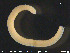  ( - CE23135)  @12 [ ] CreativeCommons - Attribution Non-Commercial Share-Alike (2015) NTNU University Museum, Department of Natural History NTNU University Museum, Department of Natural History