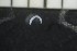  (Hemifridericia - CE23233)  @11 [ ] CreativeCommons - Attribution Share-Alike (2017) Christer Erséus University of Gothenburg