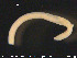  ( - CE23372)  @12 [ ] CreativeCommons - Attribution Non-Commercial Share-Alike (2015) NTNU University Museum, Department of Natural History NTNU University Museum, Department of Natural History