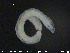  ( - CE23600)  @12 [ ] CreativeCommons - Attribution Non-Commercial Share-Alike (2015) NTNU University Museum, Department of Natural History NTNU University Museum, Department of Natural History