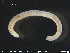  ( - CE24666)  @11 [ ] CreativeCommons - Attribution Non-Commercial Share-Alike (2015) NTNU University Museum, Department of Natural History NTNU University Museum, Department of Natural History