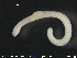 ( - CE24703)  @12 [ ] CreativeCommons - Attribution Non-Commercial Share-Alike (2015) NTNU University Museum, Department of Natural History NTNU University Museum, Department of Natural History