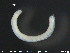  (Marionina spicula CEB - CE24744)  @12 [ ] CreativeCommons - Attribution Non-Commercial Share-Alike (2015) NTNU University Museum, Department of Natural History NTNU University Museum, Department of Natural History