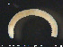  ( - CE24972)  @12 [ ] CreativeCommons - Attribution Non-Commercial Share-Alike (2015) NTNU University Museum, Department of Natural History NTNU University Museum, Department of Natural History
