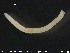  ( - CE24990)  @11 [ ] CreativeCommons - Attribution Non-Commercial Share-Alike (2015) NTNU University Museum, Department of Natural History NTNU University Museum, Department of Natural History