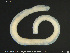  ( - CE26823)  @11 [ ] Creative Commons  Attribution Non-Commercial Share-Alike (2019) NTNU University Museum, Department of Natural History NTNU University Museum, Department of Natural History