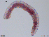  (Lumbricillus fennicus - CE29261)  @11 [ ] CreativeCommons - Attribution Non-Commercial Share-Alike (2018) Christer Erseus University of Gothenburg
