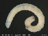  ( - CE32470)  @11 [ ] Creative Commons  Attribution Non-Commercial Share-Alike (2019) NTNU University Museum, Department of Natural History NTNU University Museum, Department of Natural History