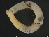  ( - CE33940)  @11 [ ] Creative Commons  Attribution Non-Commercial Share-Alike (2019) NTNU University Museum, Department of Natural History NTNU University Museum, Department of Natural History