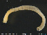  ( - CE33941)  @11 [ ] Creative Commons  Attribution Non-Commercial Share-Alike (2019) NTNU University Museum, Department of Natural History NTNU University Museum, Department of Natural History