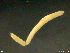  (Lumbricillus pagenstecheri D - CE34337)  @11 [ ] CreativeCommons - Attribution Non-Commercial Share-Alike (2018) Christer Erseus University of Gothenburg