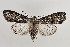  (Lithophane pulla - BC_LSNOE_Lep_00676)  @11 [ ] CreativeCommons - Attribution Non-Commercial Share-Alike (2017) Wolfgang Stark Landessammlungen Niederösterreich