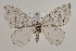  ( - BC_LSNOE_Lep_00683)  @13 [ ] CreativeCommons - Attribution Non-Commercial Share-Alike (2017) Wolfgang Stark Landessammlungen Niederösterreich