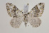  (Coenotephria - BC_LSNOE_Lep_00689)  @15 [ ] CreativeCommons - Attribution Non-Commercial Share-Alike (2017) Wolfgang Stark Landessammlungen Niederösterreich