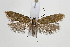  ( - BC_LSNOE_Lep_00703)  @11 [ ] CreativeCommons - Attribution Non-Commercial Share-Alike (2017) Wolfgang Stark Landessammlungen Niederösterreich