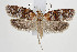  ( - BC_LSNOE_Lep_00719)  @11 [ ] CreativeCommons - Attribution Non-Commercial Share-Alike (2017) Wolfgang Stark Landessammlungen Niederösterreich