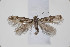  ( - BC_LSNOE_Lep_00738)  @13 [ ] CreativeCommons - Attribution Non-Commercial Share-Alike (2017) Wolfgang Stark Landessammlungen Niederösterreich