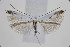  (Lyonetia ledi - BC_LSNOE_Lep_00744)  @14 [ ] CreativeCommons - Attribution Non-Commercial Share-Alike (2017) Wolfgang Stark Landessammlungen Niederösterreich