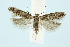  (Scrobipalpa chrysanthemella - BC_LSNOE_Lep_00626)  @15 [ ] CreativeCommons - Attribution Non-Commercial Share-Alike (2017) Wolfgang Stark Landessammlungen Niederösterreich