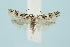 (Chionodes electella - BC_LSNOE_Lep_00614)  @14 [ ] CreativeCommons - Attribution Non-Commercial Share-Alike (2017) Wolfgang Stark Landessammlungen Niederösterreich