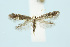 ( - BC_LSNOE_Lep_00602)  @11 [ ] CreativeCommons - Attribution Non-Commercial Share-Alike (2017) Wolfgang Stark Landessammlungen Niederösterreich
