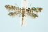  ( - BC_LSNOE_Lep_00593)  @13 [ ] CreativeCommons - Attribution Non-Commercial Share-Alike (2017) Wolfgang Stark Landessammlungen Niederösterreich