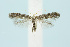 ( - BC_LSNOE_Lep_00590)  @11 [ ] CreativeCommons - Attribution Non-Commercial Share-Alike (2017) Wolfgang Stark Landessammlungen Niederösterreich