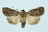  ( - BC_LSNOE_Lep_00077)  @14 [ ] CreativeCommons - Attribution Non-Commercial Share-Alike (2017) Wolfgang Stark Landessammlungen Niederösterreich