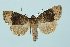  ( - BC_LSNOE_Lep_00075)  @11 [ ] CreativeCommons - Attribution Non-Commercial Share-Alike (2017) Wolfgang Stark Landessammlungen Niederösterreich