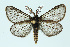  (Penthophera - BC_LSNOE_Lep_00562)  @14 [ ] CreativeCommons - Attribution Non-Commercial Share-Alike (2017) Wolfgang Stark Landessammlungen Niederösterreich