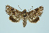  (Omphalophana - BC_LSNOE_Lep_00072)  @15 [ ] CreativeCommons - Attribution Non-Commercial Share-Alike (2017) Wolfgang Stark Landessammlungen Niederösterreich