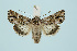  ( - BC_LSNOE_Lep_00071)  @14 [ ] CreativeCommons - Attribution Non-Commercial Share-Alike (2017) Wolfgang Stark Landessammlungen Niederösterreich