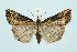  (Hypena obesalis - BC_LSNOE_Lep_00070)  @15 [ ] CreativeCommons - Attribution Non-Commercial Share-Alike (2017) Wolfgang Stark Landessammlungen Niederösterreich