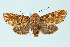  ( - BC_LSNOE_Lep_00543)  @11 [ ] CreativeCommons - Attribution Non-Commercial Share-Alike (2017) Wolfgang Stark Landessammlungen Niederösterreich