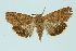  ( - BC_LSNOE_Lep_00518)  @13 [ ] CreativeCommons - Attribution Non-Commercial Share-Alike (2017) Wolfgang Stark Landessammlungen Niederösterreich