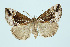  ( - BC_LSNOE_Lep_00043)  @11 [ ] CreativeCommons - Attribution Non-Commercial Share-Alike (2017) Wolfgang Stark Landessammlungen Niederösterreich
