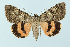  ( - BC_LSNOE_Lep_00035)  @15 [ ] CreativeCommons - Attribution Non-Commercial Share-Alike (2017) Wolfgang Stark Landessammlungen Niederösterreich