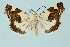  (Acontia lucida - BC_LSNOE_Lep_00492)  @15 [ ] CreativeCommons - Attribution Non-Commercial Share-Alike (2017) Wolfgang Stark Landessammlungen Niederösterreich