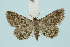  (Metachrostis - BC_LSNOE_Lep_00033)  @14 [ ] CreativeCommons - Attribution Non-Commercial Share-Alike (2017) Wolfgang Stark Landessammlungen Niederösterreich