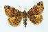 ( - BC_LSNOE_Lep_00483)  @11 [ ] CreativeCommons - Attribution Non-Commercial Share-Alike (2017) Wolfgang Stark Landessammlungen Niederösterreich