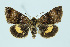  ( - BC_LSNOE_Lep_00028)  @11 [ ] CreativeCommons - Attribution Non-Commercial Share-Alike (2017) Wolfgang Stark Landessammlungen Niederösterreich