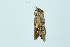  ( - BC_LSNOE_Lep_00001)  @12 [ ] CreativeCommons - Attribution Non-Commercial Share-Alike (2017) Wolfgang Stark Landessammlungen Niederösterreich